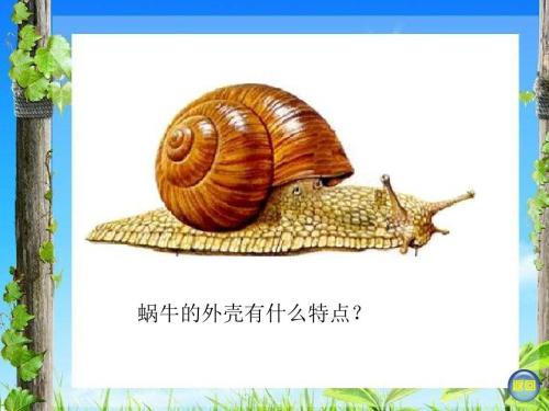 有趣的小蜗牛