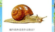 有趣的小蜗牛