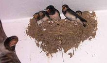 燕子被卡车撞死以后续写