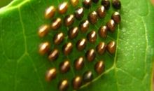 我是一条多变虫