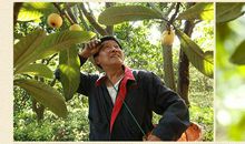 卖枇杷的阿姨_400字