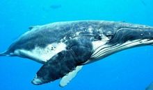 我喜爱的海洋动物