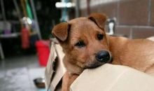 黄昏街头流浪狗