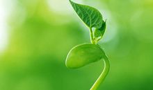 充满生机的季节