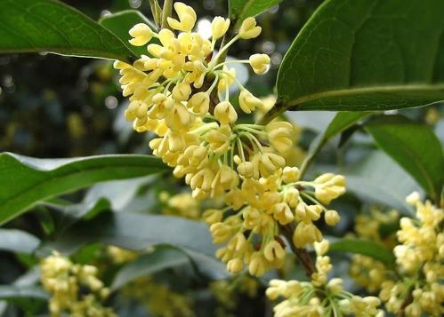 我爱你-桂花林