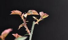 寻觅春天的足迹