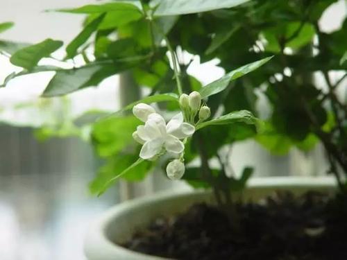 我对“茉莉花”的爱