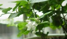 我与“茉莉”的情缘