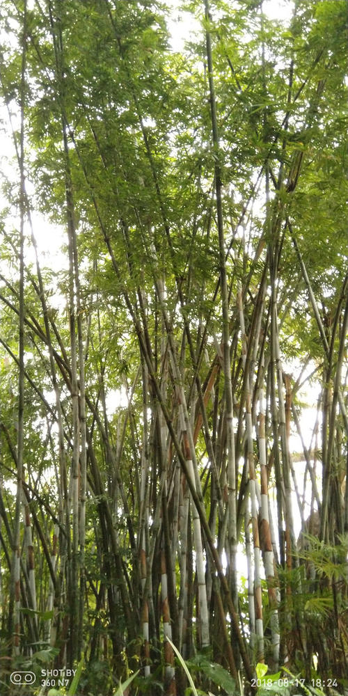 深深的根可以使叶子