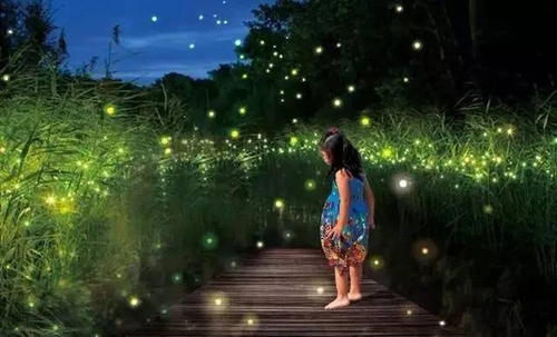 萤火虫之夜