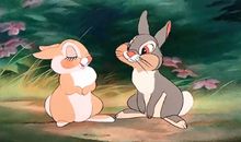 我心爱的小兔子