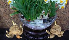 艾晚的水仙球读后感