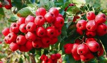 爱心是无价之宝