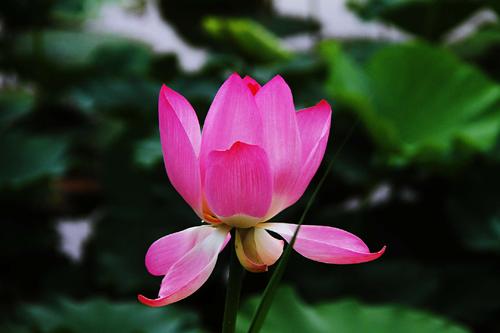 我仍然有那香