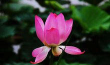 那份清香我依然拥有