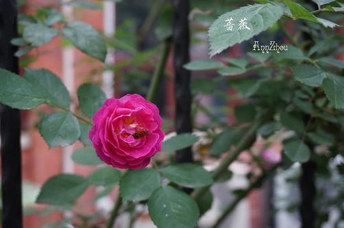 四个季节的卡罗尔