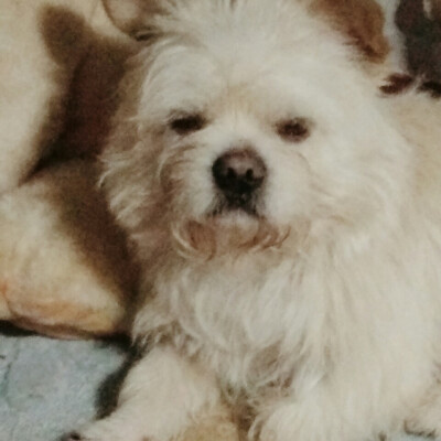 我家的“王彩”