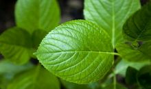 树叶的“秘密”