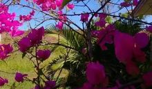 玫瑰花和三角梅