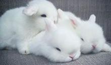 我想养只小白兔