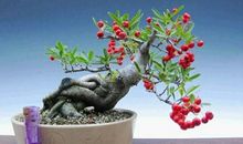 我喜欢的小盆栽