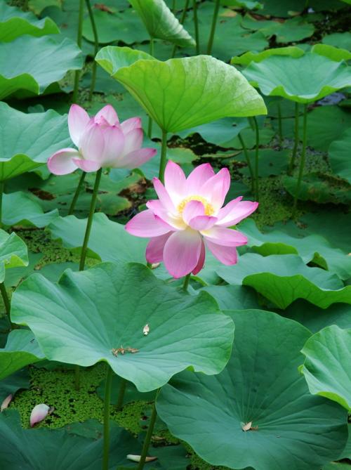 夏日清莲
