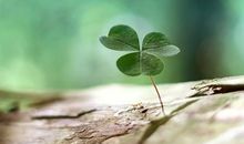 幸福在心中发芽