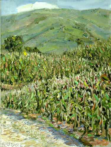 那个玉米田实际上和我有关