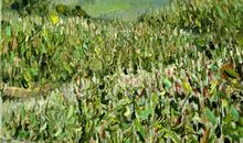 那片玉米地竟与我有关