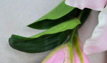 长在树上的“百合花”