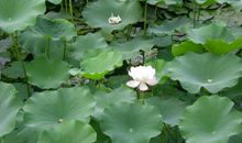 那片宽宽的荷叶