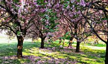 流水落花春去也