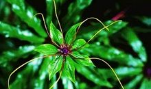 原来，叶枯书影仍徘徊