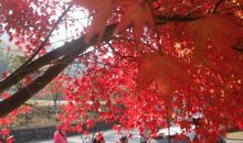 我喜欢的一种声音