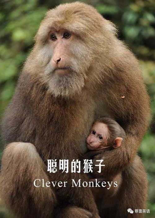 聪明的猴子