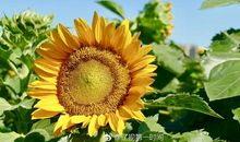 跨越荆棘的梦想