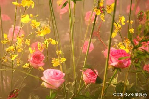 和谐是赞美之花
