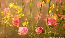 和谐是赞美开出的花