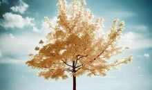 假如变成一棵树