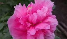 心因执着而高贵