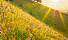 一个山谷的故事