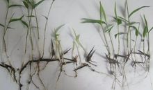 描写竹子的作文800字