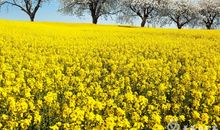 朝阳，永生铭记