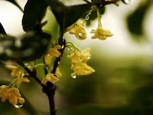 秋天，桂花