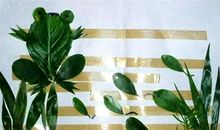 原来，这就是生命