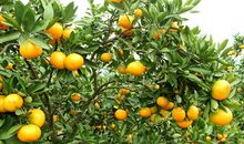 橘树