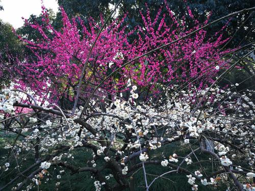 超级山梅花