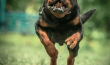 我最喜欢的小狗——小乌