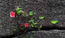 石缝间的生命读后感