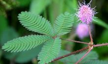 我喜欢的含羞草